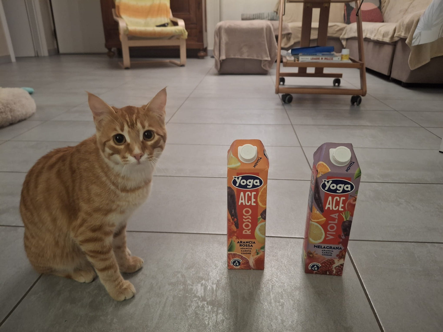 MiniTHALIA fumetto Ace il Gatto